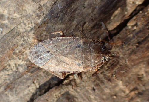 Emblethis sp.